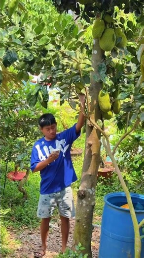 Cây mít này lạ thế #shorts #shortvideo #thinhhanh #funny #haihuoc #giaitri