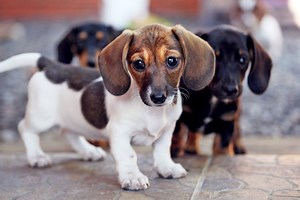 240  Perfect Girl Dog Ideas