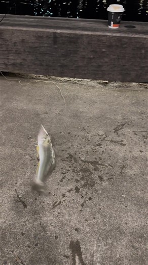 manxythewhitecat on TikTok