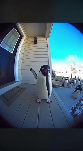 Penguin's Epic Fish Microphone Speech