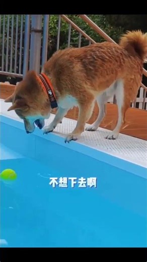 Paws, Pools, and Playtime💗😍 #shortvideo #shortfeed