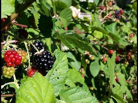 How to Grow Wild Blackberry - Great Fruit, little effort