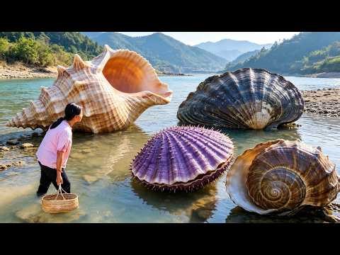 Have you ever seen the weirdest clam? Take you to experience different types of clams and pearls