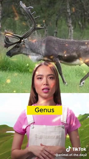 Animal of the Day | BioDB.com on TikTok