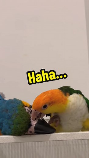 Mischievous Birds: Funny and Cute Parrot Moments