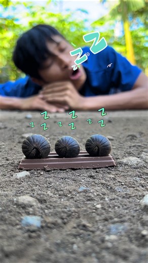 Too tired, the pill millipedes come and keep company as a sleepy human drifts into deep slumber
