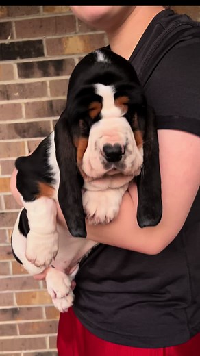 Maple Street Bassets on TikTok