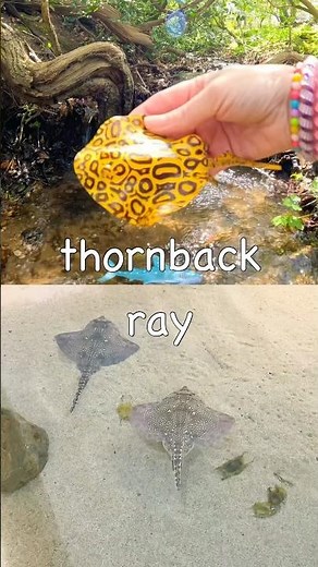 Kids Learn | Sea Animal Names at the Double Waterfall: Lobster Whale Shark Ray Shrimp Saw Shark