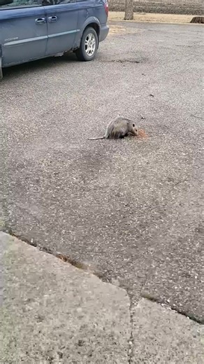 Crunch crunch... Only North American marsupial #crunchy #animals #cuteanimals #animallover | Jonah