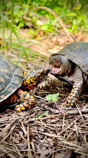 52K views · 7.9K reactions | TURTLE FIGHT! But, why?  #turtle #turtles #turtlefacts #turtlelove #turtlelover #turtlelife #boxturtle #easternboxturtle #terrapenecarolina #boxturtles #gardenstatetortoise #otistheturtle #reptiles #turtlesofnorthamerica #turtlesofinstagram #tortoiselove #tortoises | Garden State Tortoise | Facebook