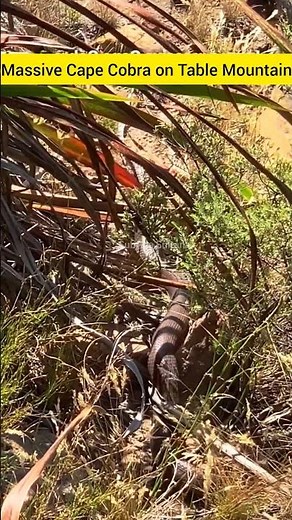 Massive Cape Cobra on Table Mountain! #wildlifevideo #snakelovers