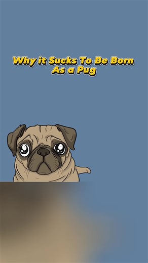 Why it suck to be born as a pug | Pug