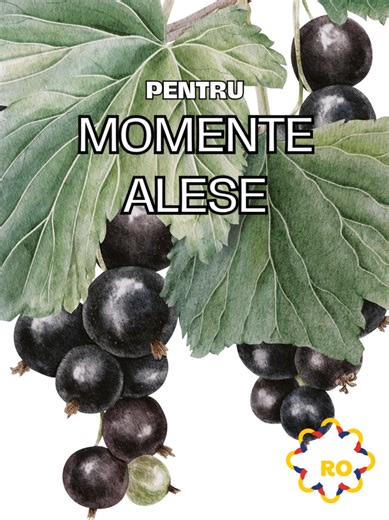 Vin de coacăze - o băutură fină, specială pentru tine! #fabricatinro #fabricatintara #fabricatlanoi #cassis #vindecoacaze