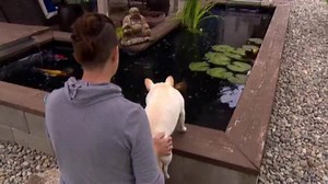 WATCH: Love knows no boundaries. Daisy, the French Dog, loves to kiss her koi fish friend named Frank. | CBS LA