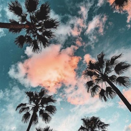 Local Tree | Bradenton FL