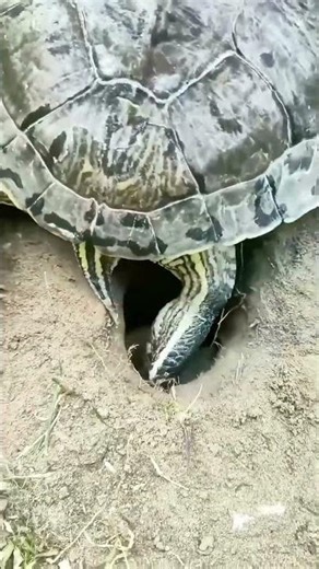 Watch a Turtle Lay Eggs in Slow Motion