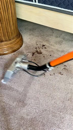 Carpet cleaning. Poop stain removal. 💩 #shorts #cleaning #youtubeshorts #asmr #trending #viral