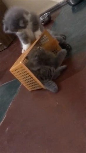 Funny Kittens Playing in a Box 🐱📦 | Cute Cat Moments