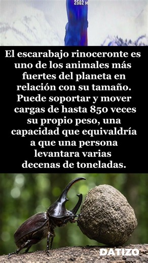 🪲 El escarabajo rinoceronte: una fuerza increíble #curiosidades