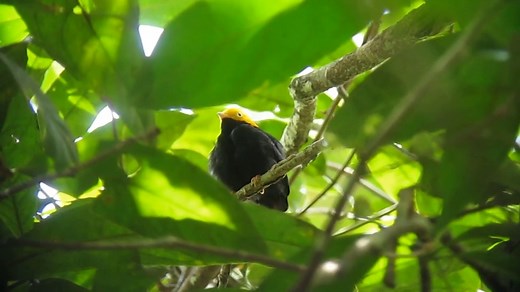 Golden headed Manakin (Pipra erythrocephala) | BIRDS & Nature