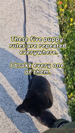 5 things I did with Vinny as a trainer that many people are told not to do 🐕 This is not general puppy advice ⚠️ These were choices made with experience, structure, and professional support. Context matters. The dog in front of you matters. 1. I got him out into the world before he was fully vaccinated 🌍 Not chaos. Not dog parks. ➡️ Carefully chosen environments ➡️ Clean surfaces ➡️ Distance ➡️ Observation 👀 Confidence is built through exposure done well, not avoidance done blindly. 2. I igno