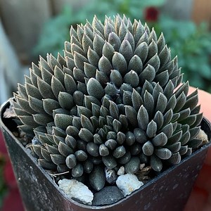 Sinocrassula Yunnanensis | Live Plant Crested and Cluster - Etsy
