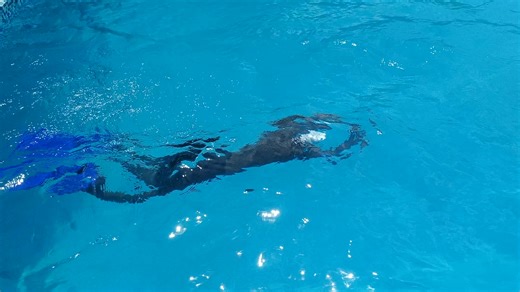 Motivation aquatique !😊 Je suis le Dauphin Noir 😊🩵 Agronutritionniste, Coach de Natation certifié par World Aquatics, disponible pour vos cours de natation, aquagym, conseils en nutrition, santé et bien-être.❤️ #foryoupageシ #ledauphinnoir #teamDN | Dauphin Noir