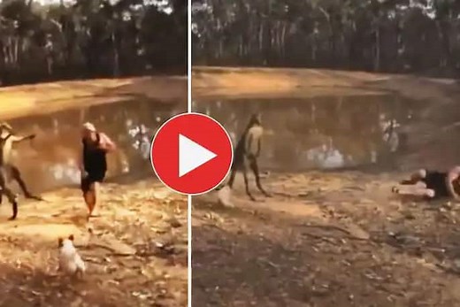 Kangaroo Kicks & Punches Man As He Attempts to Save His Dog, Video is Too Funny | Watch