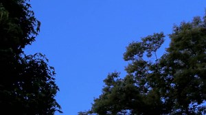 鳥の鳴き声15【作業用BGM】