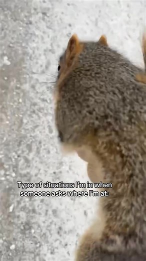 Squirrel @Hayden #squirrel #fyp #road | squirrel