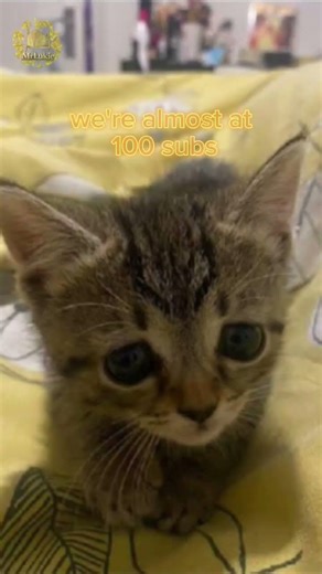 pls only 13 more subs till a 100🥺🥺