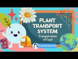 Primary Science PSLE Revision Guide EP 22 | Plant Transport System | Transportation of Food 🏵️☘️