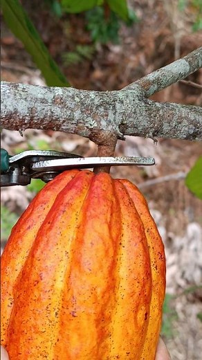 Así se hace el CHOCOLATE - Paso a Paso🤩✨🌱