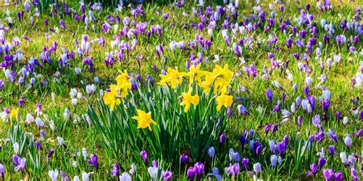 The simple rule for mowing lawns with spring bulbs