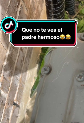 #yarderosperrones💪🏼🇲🇽 #paratiiiiiiiiiiiiiiiiiiiiiiiiiiiiiii #jardines #tip #tips #lajartijas🦎 #iguana #comer #comida #caldo