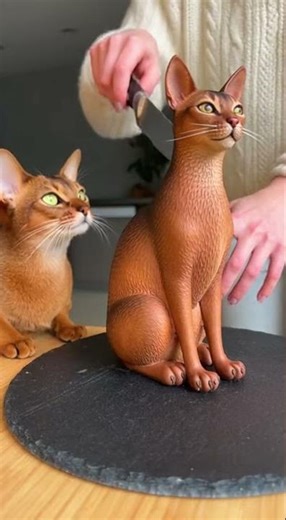 Cutting a Abyssinian cat cake beside a real Abyssinian cat — unexpected reaction