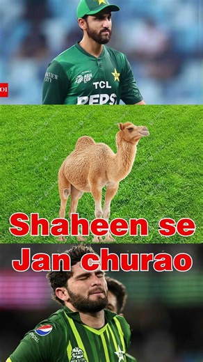 Shaheen CAMEL 🐫 SE JAN CHURAO