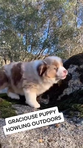 Adorable Puppy Howling Outdoors