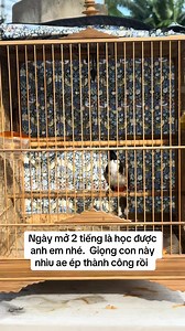 Giọng chim chào mào hay, giúp các chú chim dễ ra giọng và học giọng chuẩn #chimchaomao | Kiến Thức Chào Mào chính gốc