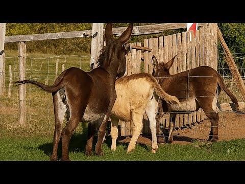 Donkeys Meet for the First Time – Heartwarming & Hilarious Moment!