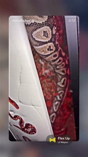 #ballpython #ballpythonfeeding