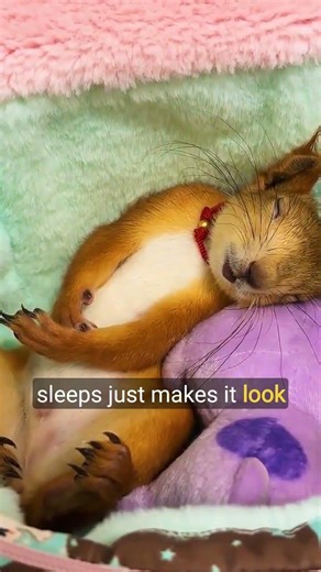 This Sleepy Squirrel is Pure Cuteness!