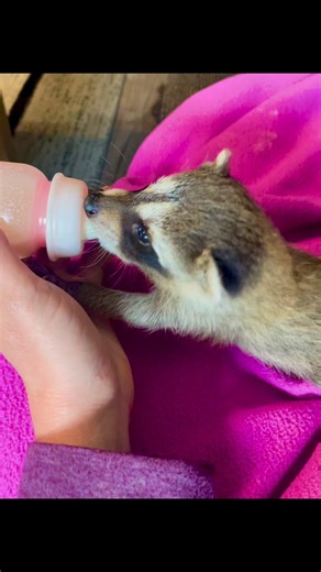 Dana Kaufman | Figuring out the bottle. #raccoon #furryfriend #babyanimals #bottlebaby #adorable | Instagram