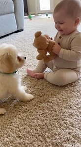 Puppy’s Perfect Teddy Rescue A real handheld smartphone moment captured at home on a beige carpet in natural daylight. A baby sits holding a small teddy before accidentally dropping it. Instantly, the puppy springs into action, gently grabbing the teddy and dragging it back like a tiny rescue mission. The baby squeals with excitement and reaches out as the puppy stops perfectly in front and drops the toy. The clip ends with the puppy sitting proudly beside the baby. Shot in one continuous take w