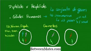 Diferença entre mitose e fissão binária Diferença entre - Outras 2026