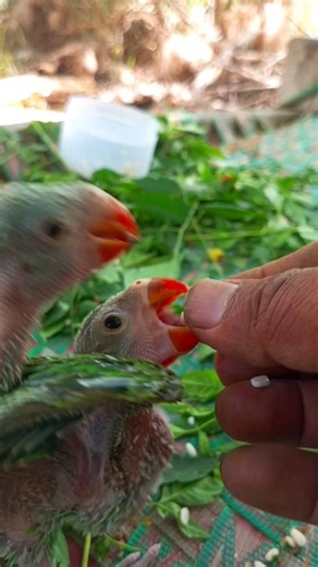 How to hand feeding baby parrot | parrot healthy food | parrot food #greenparrot #food #shorts