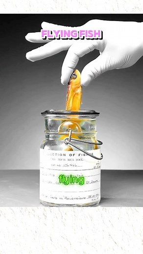 12K views · 94 reactions | "Ever seen a fish fly? ✨ Watch how this incredible flying fish escapes predators with wings of freedom! ✈️ #NatureMagic" #FlyingFish #OceanWonders #WildlifeMagic #NatureEscape #AmazingAnimals #reelusa #reelsinstagram | Manish Kumar Gupta | Facebook