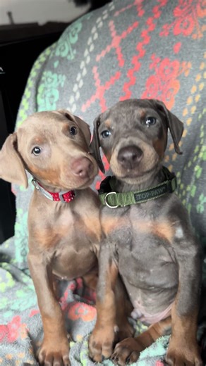Adorable Doberman Puppies Captured in Cute Moments