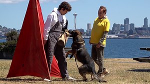 27K views · 835 reactions | Skyline Protection: K9 Bite Work in Seattle! | Kraftwork K9 Pro German Shepherds | Facebook
