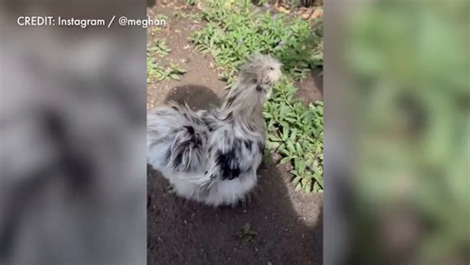 Red-haired Princess Lilibet makes a rare appearance in Meghan Markle’s home video